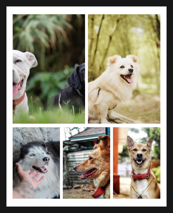 5 Photo Collage Print